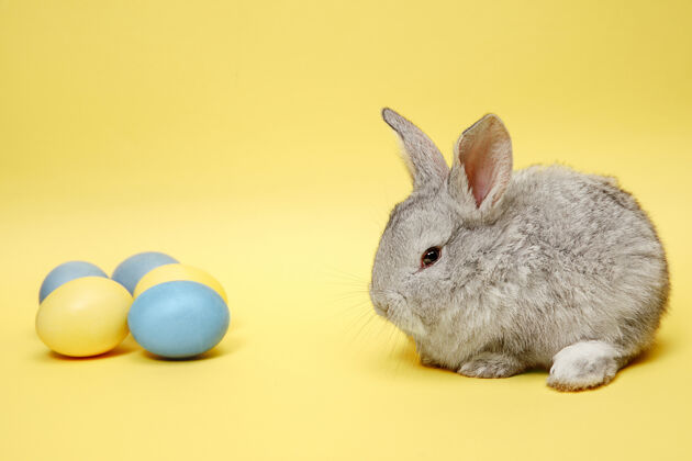 鸡蛋在黄色背景上画彩蛋的复活节兔子复活节假期概念节日兔子复活节