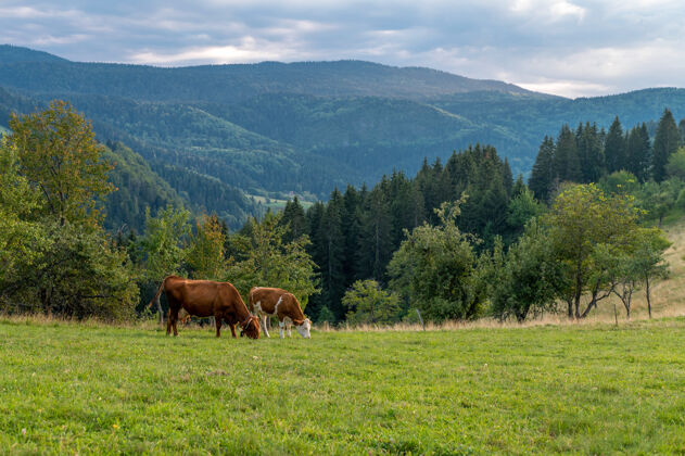 牛奶牛在森林附近草覆盖的小山上吃草哺乳动物山农场