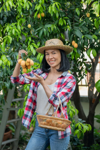 芒果玛丽安李子 玛丽安芒果或普朗戈（泰国的mayongchit）收获季节从2月持续到3月一位女农场主手里拿着一束黄色的玛丽安李子成熟夏天热带