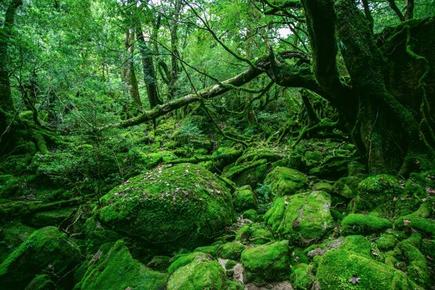 瀑布迷人的绿色森林充满了不同种类的独特植物在日本造岛水发现树木
