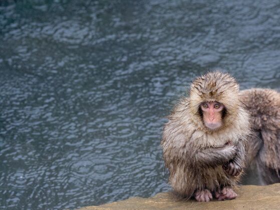 大自然依偎着猕猴哺乳动物洗澡猴宝宝