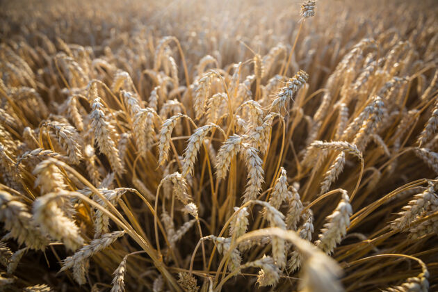 农业麦田 近距离拍摄成熟的麦穗自然生长有机绿色小麦