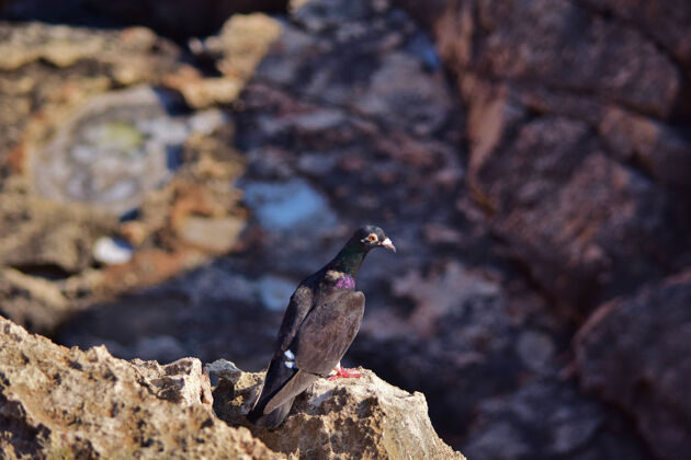 鸟马耳他悬崖上的黑色野鸽美丽石头鸽子