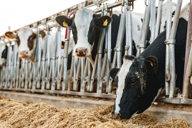 牧场奶牛站在摊位上吃干草农场奶牛生产