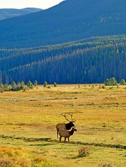 景观垂直拍摄的两只麋鹿在高落基山脉环绕的牧场上吃草乡村山自然