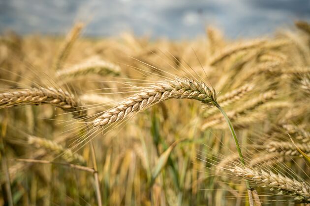 收获选择性聚焦拍摄田间生长的小麦枝条农作物乡村食物