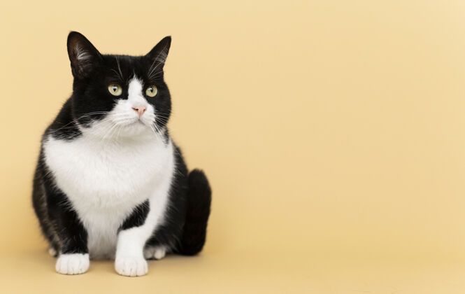 哺乳動物可愛的黑白貓咪 身后有一面單色的墻貓家養可愛