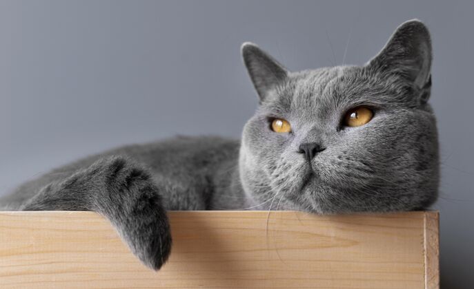 家養灰色的貓咪 身后有一面單色的墻動物毛茸茸的姿勢