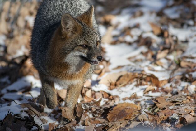 野生一只狐狸四处张望的高角度镜头艺术野生动物风格