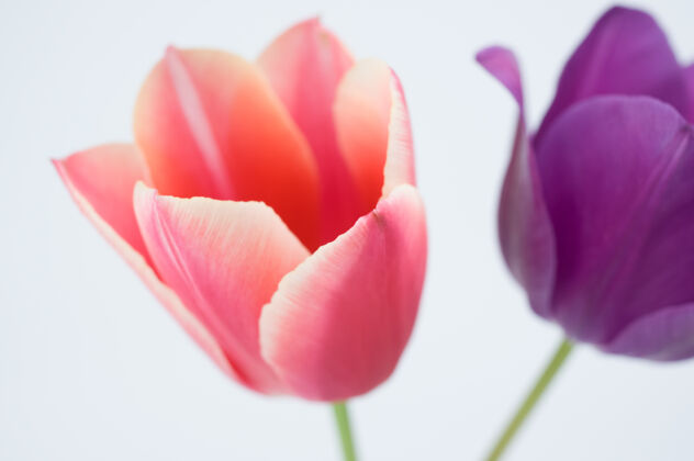 开花两个彩色郁金香花隔离在白色背景特写天花粉红色