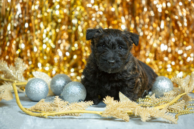 纯种苏格兰梗小狗摆姿势可爱的黑色小狗或宠物玩圣诞和新年装饰圣诞节狗狗