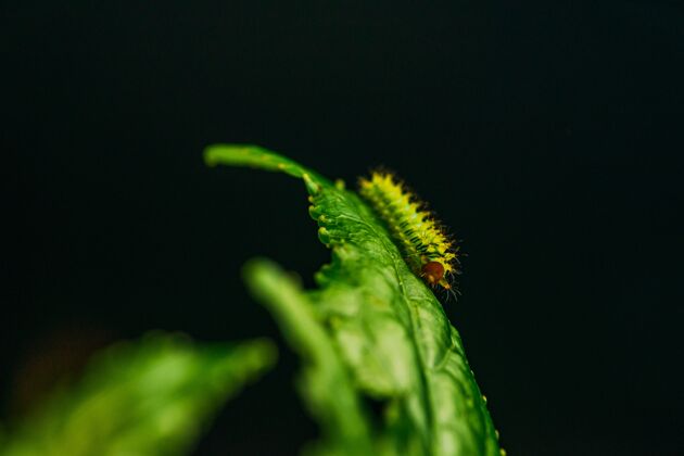 生物一只毛毛蟲在綠葉上的特寫鏡頭野生花葉