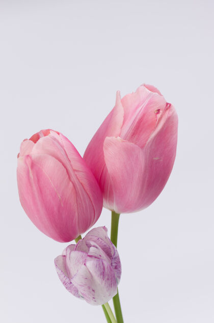 植物白色背景上美丽的粉红色郁金香的垂直特写镜头开花花瓣花束