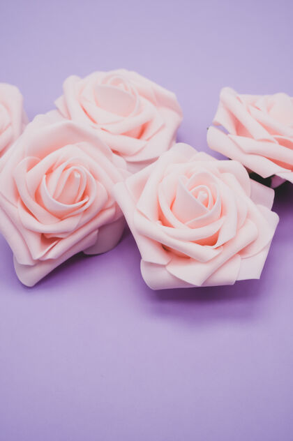 花粉红色玫瑰的垂直特写镜头 在紫色背景上与复制空间隔离花玫瑰特写