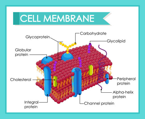 人人体细胞膜结构示意图剪贴画碳水化合物科学