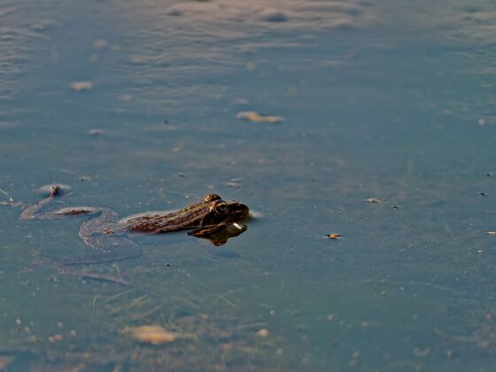 树特写镜头沼泽青蛙pelophylaxridibundus在欧洲的湖泊湖泊池塘自然