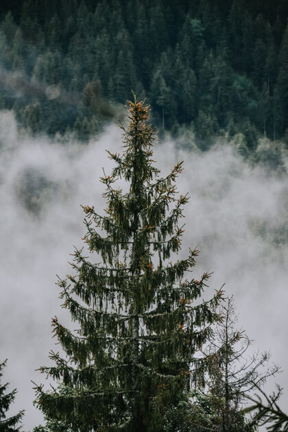 季节雾林的美丽镜头苔藓风景早晨