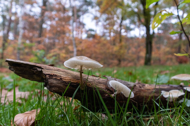 背景公园里死树干上的白蘑菇新鲜树叶自然