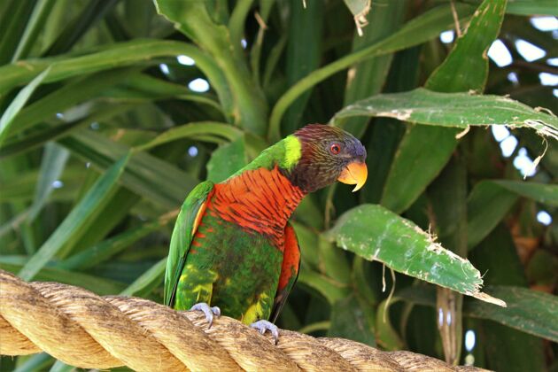 彩虹彩虹鹦鹉坐在绳子上的低角度镜头热带鸟动物