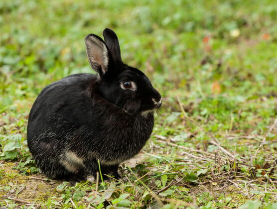俘虏森林里有一只漂亮的黑兔子动物乡村兔子
