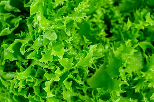 蔬菜新鲜的绿色莴苣叶宏观拍摄特写沙拉抗氧化剂