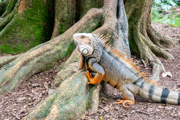 爬行动物绿色鬣蜥盯着干燥的地面肖像皮肤蜥蜴