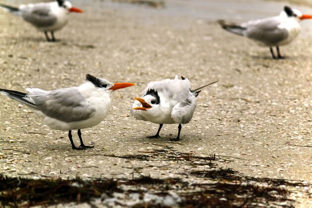 海湾胸骨海鸟白天站在岸边海岸羽毛冲浪
