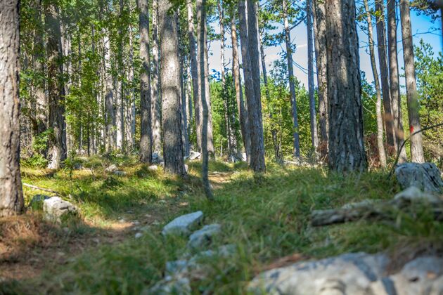 木斯洛文尼亚森林的低角度拍摄林地风景松