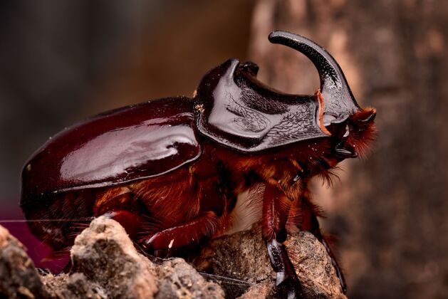 昆虫棕色犀牛甲虫昆虫特写镜头贝壳生物怪物