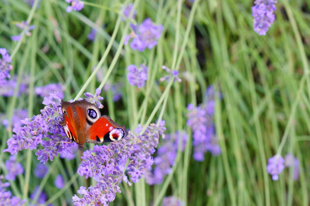 明亮一只美丽的蝴蝶在薰衣草花上的选择性聚焦镜头花封闭夏天