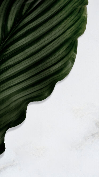 复制空间纹理背景上的龙眼叶异国情调绿色室内植物