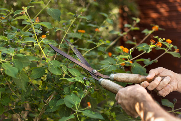 园艺近距离切割植物叶子剪刀特写园艺工具