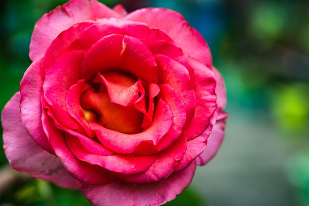 花特写镜头粉红色玫瑰在花园里的模糊背景蓓蕾季节自然