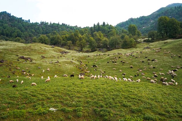 牛羊在绿野里吃草树明亮哺乳动物