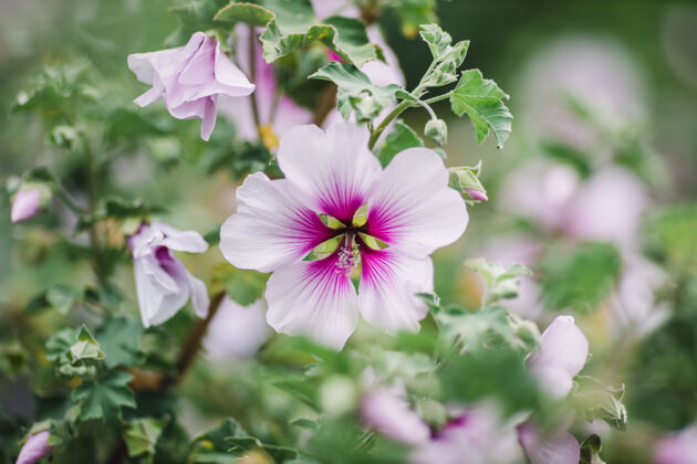 花瓣紫色和白色的花在倾斜移位镜头芙蓉花花