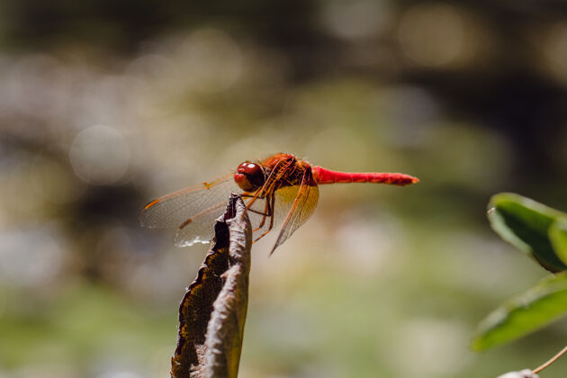 蜜蜂红蜻蜓栖息在枯叶上无脊椎动物昆虫蜜蜂