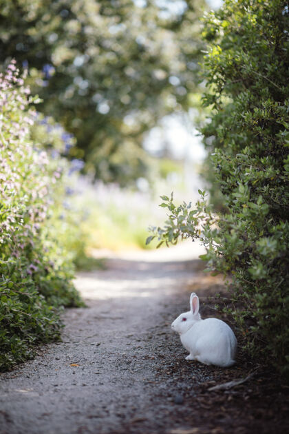 动物植物旁的白兔兔子沥青鸟