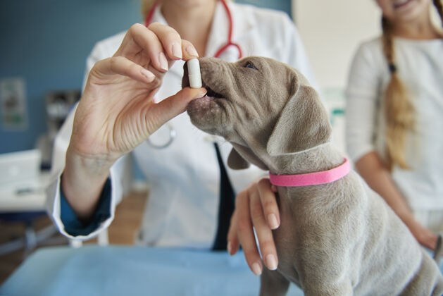 药片给小狗一些维生素保健药应用检查