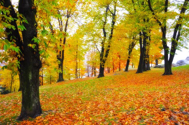 阳光黄色和红色的叶子围绕着公园里的树木公园背景
