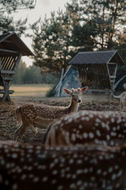 动物选择性聚焦拍摄农田中的白尾鹿自然秋天森林