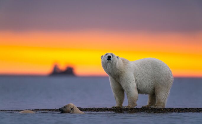 季节日落时北极熊的选择性聚焦镜头无人冬天美丽