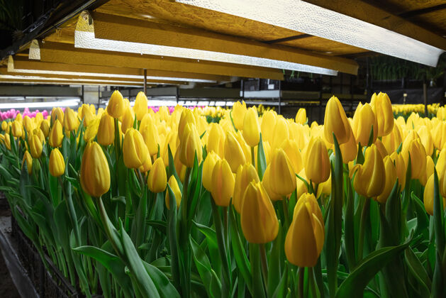 顶在温室里种植郁金香-为您的庆典精心制作精选的黄色春天花朵母亲节 妇女节 节日准备 鲜艳的颜色玫瑰春天自然