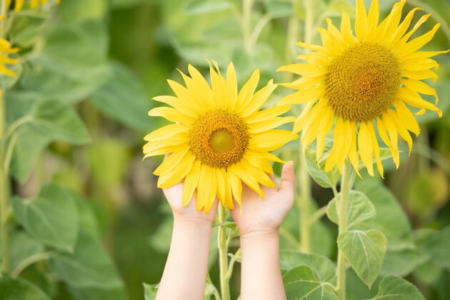 黄色向日葵美丽的阳光图片在女性手中 植物生长在另一个向日葵手开花雌性