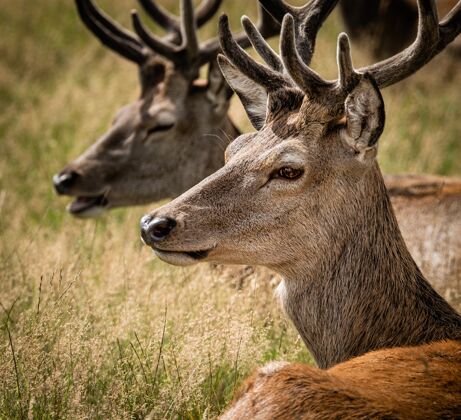 角一只雄麋鹿的头挨着另一只麋鹿的特写镜头驯鹿剪影鹿