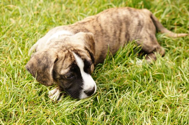 哺乳动物一只棕色的小狗在阳光下躺在草地上的特写镜头狗草田野