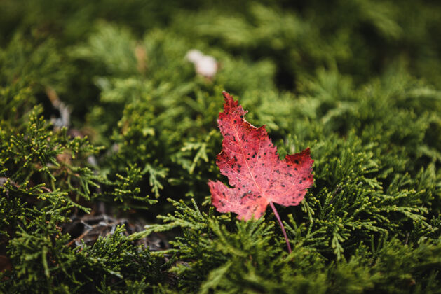 环境红叶的选择性聚焦镜头花园秋天季节