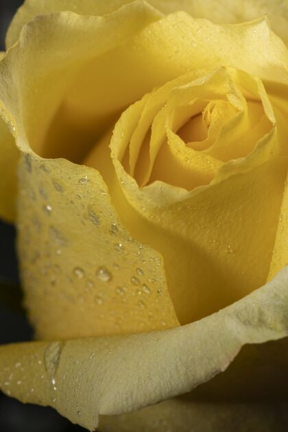花卉美丽的黄玫瑰美丽生态特写