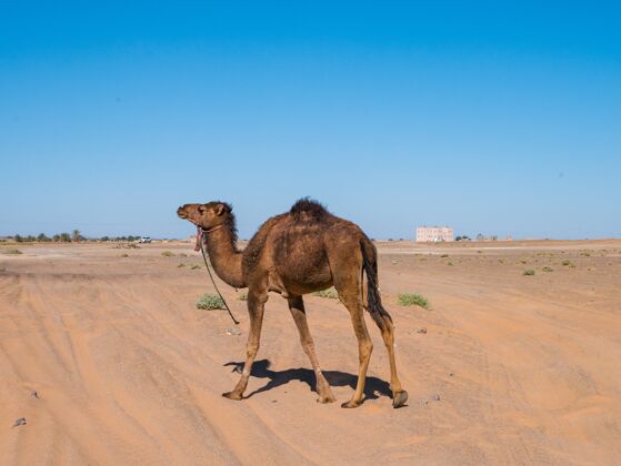 骆驼在撒哈拉沙漠漫游的单峰骆驼 摩洛哥干燥夏天野生