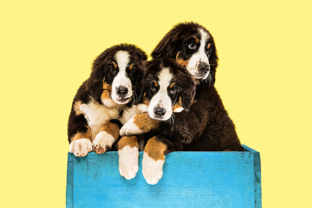 玩黄色墙上伯纳·森内亨德小狗的照片三色小狗前面