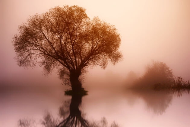 光线有树有雾有湖的风景湖倒影树